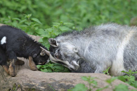 Close up of a wild goat