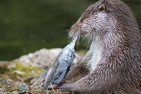 Close up of a otter feedingの写真素材