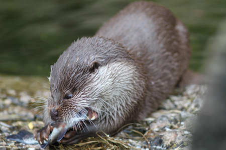 Close up of a otter feedingの写真素材
