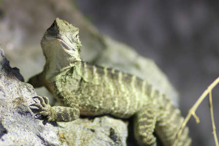 Close up of a Lizard