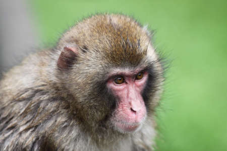 Close up of a Macaque