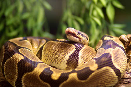 Close up of a Snake