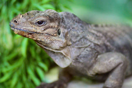 Close up of a Lizardの写真素材