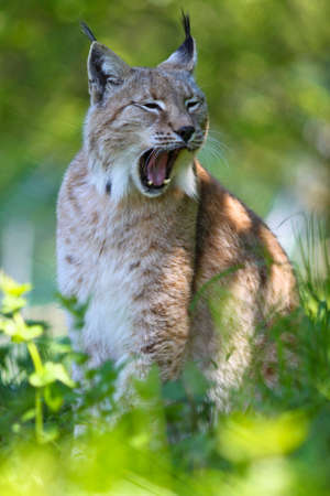 Close up of a European Lynx in the grassの写真素材