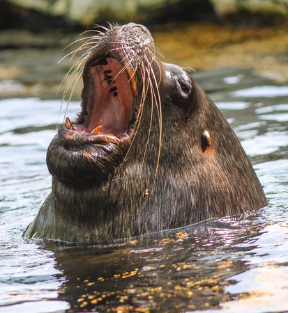 Sea lion with wide open mouthの写真素材
