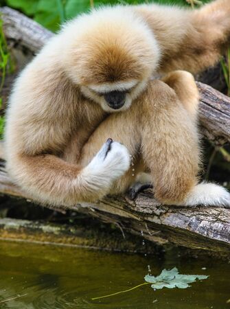Monkey playing in the woods in a zooの写真素材