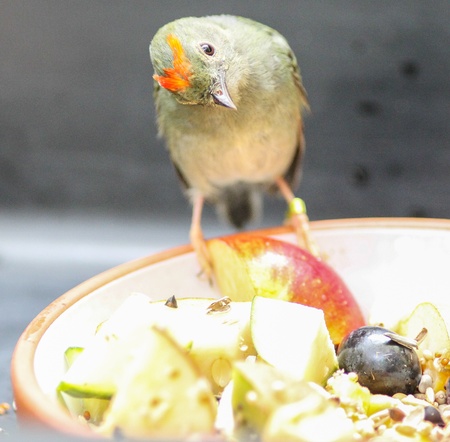 Little bird (Bullfinch) feeding fruitsの写真素材