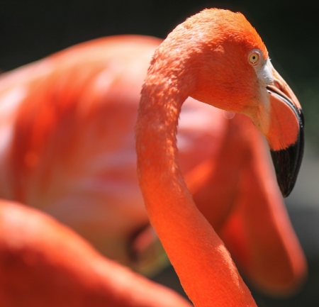 Closeups of Red Flamingos  Phoenicopterus ruber の写真素材