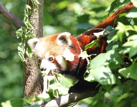Red panda sitting in the treesの写真素材