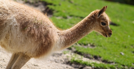 Antelope   Antilope cervicapra  standing in the sand in a zooの写真素材