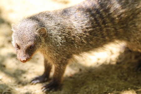 Mongoose  Mungos mungo  standing and waitingの写真素材