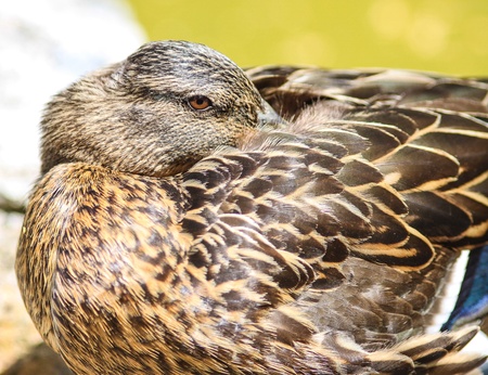 Tired duck sleeping   sitting on a stoneの写真素材