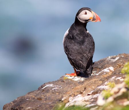 Atlantic Puffin  Fratercula arctica  on cliff top in Grimsey, Iceland