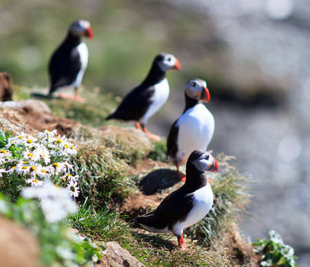 Atlantic Puffin  Fratercula arctica  on cliff top in Grimsey, Icelandの写真素材