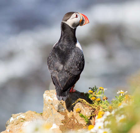 Atlantic Puffin (Fratercula arctica) on cliff top in Grimsey, Icelandの写真素材