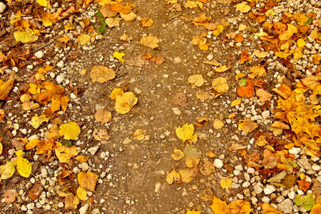 Autumn loose road with yellow leaves of maple, birch, oak and aspenの写真素材