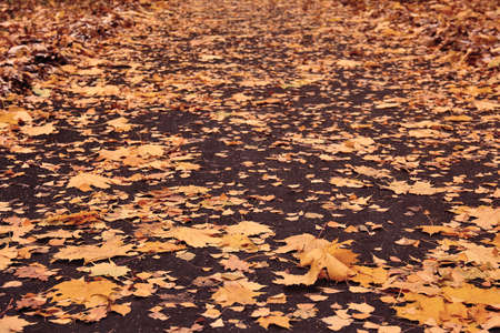 Autumn loose road with yellow leaves of maple birch oak and aspenの写真素材