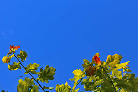 Green leaves of oak against bright blue sky. Bottom border. Shallow depth of fieldの写真素材