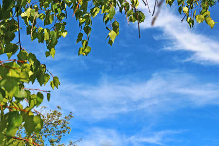 Birch leaves against bright blue sky. Shallow depth of fieldの写真素材
