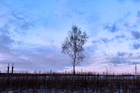 Dormant birch in middle of winter snow-covered field. Twilightの写真素材