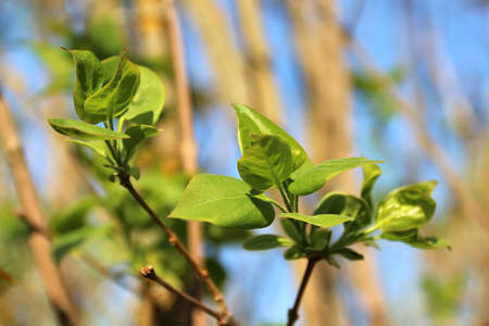 Young bloomimg fresh green leaves of lilac on bright sunny day. Beginning of spring. Shallow depth...