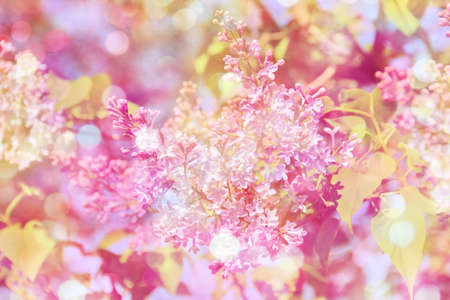 Spring background with pink flowers of lilac on branch and bokeh blur. Purple blurred spring...