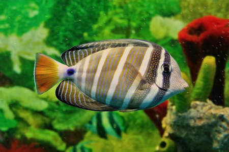 Striped marine fish with grey and white vertical lines, yellow tail and blue point at base of tail....