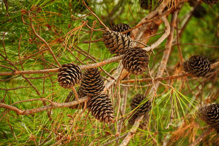 Fir branch with pine cones. Horizontal orientation. Shallow depth of field
