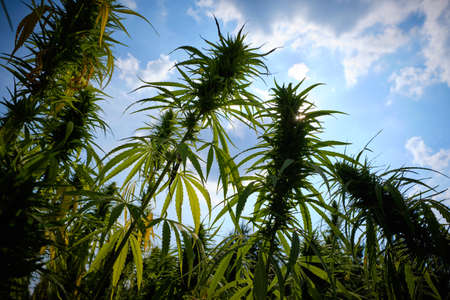 Cannabis Plants on Field with Blue Sky and Sun on Backgroundの写真素材