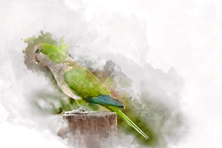 green parrot, watercolor
