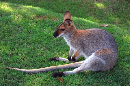 Sitting wallabyの写真素材