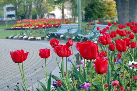 Roses in park, Botanical Gardens, Christchurch, New Zealandの写真素材