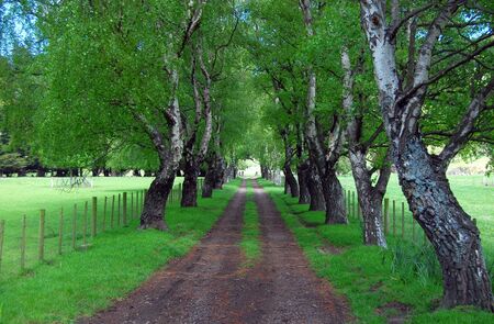 Birch trees on rural road, Banks Peninsula, New Zealandの写真素材