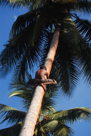 Boy climbs at coconut palm, Papua New Guineaの写真素材
