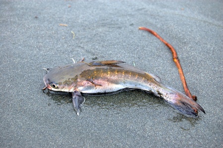 Fish at sand, Gulf Province, Papua New Guineaの写真素材