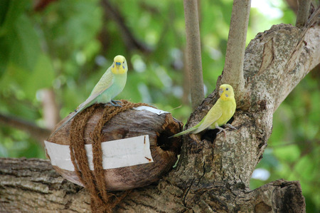 Yellow green parrots at coconut nest tree Maldives, Thulhagiri Island Resortの写真素材