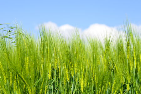 A close up image of growing wheat against a blue sky with white fluffy cloudsの写真素材