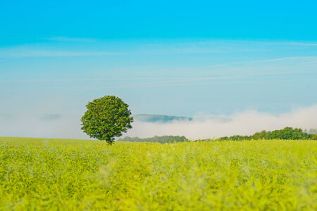 An image of a tree in a crop field with a bank of mist rising from the valley behindの写真素材