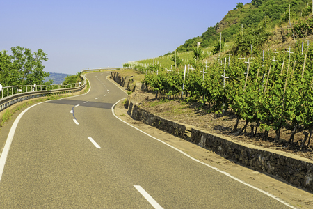 An image of a winding road leading up a hill then turning a bend in the distance in between rows of grapevines in the morning sun with a blue skyの写真素材