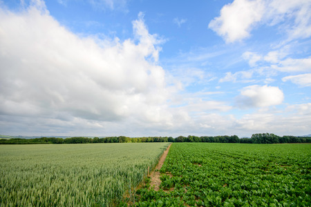 Image of 2 farming fields growing seperate crops seperated by a trail with a treeline on the horizon and a blue sky with white cloudsの写真素材