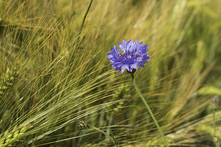 mage of a wild flower growing alone in a field of wheatの写真素材