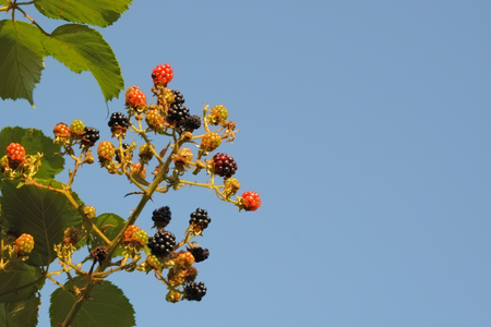 blackberries growing wild against a blue skyの写真素材