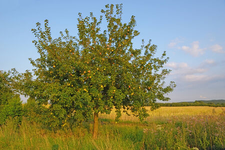 Image of a single apple tree standing in a field against a blue sky with white cloudsの写真素材