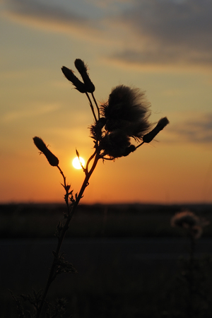 a thistle silhouetted against a golden sunの写真素材