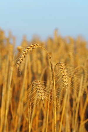 golden ears of corn against a blurred background with blue skyの写真素材
