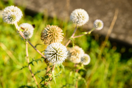 Image of a thistle with a wasp crawling around the edgeの写真素材