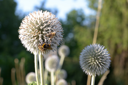 wasps on a thistleの写真素材