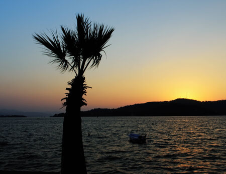 Image of a palm tree silhouette against a sunset with room for copy space, taken along the sea front in Fethiye, Turkeyの写真素材
