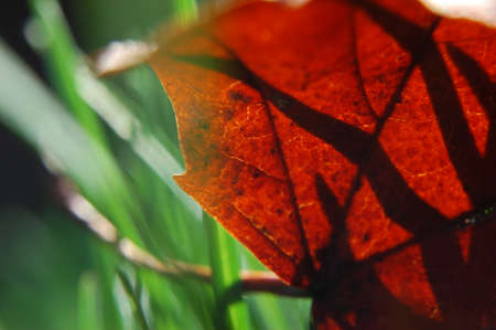 A closeup shot of a red autumn leaf on a blurred background