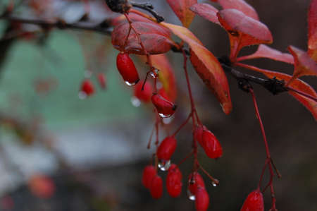 Water droplets on red berries of barberry tree in autumn.の写真素材